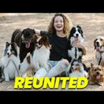 Most Heartwarming Dogs Reunions with Family Members 🐶💙