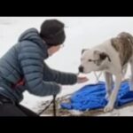 Lost dog's heartwarming response to rescuer