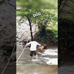 Kind Man Saves Helpless Dog Stuck in Water! #heartwarming #animals #love