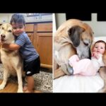 When Your Dog Becomes the Best Big Brother 🐶❤️ Heartwarming Dog & Baby Moments!