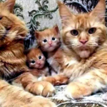 Golden Maine Coon Cats Are The Cutest Family Ever