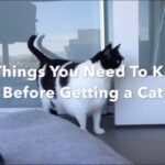 Important Things You Should Know Before Getting A Cat