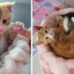 A Rescue Tale of Three Hearts: How Stitch, Tink, and Blackjack Found Their Way Home