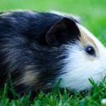 Why Do Guinea Pigs Purr? (Understanding This Behavior)