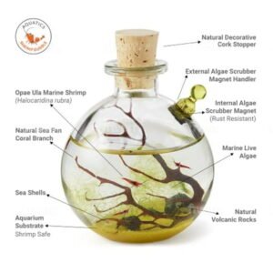Glass Self-Sustaining Ecosystem