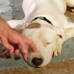 Pit Bull Spending Final Days In Comfort Held On As They Tried 1 Last Thing