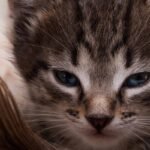 Why Doesn’t My Cat Purr Anymore? Should I Be Worried?