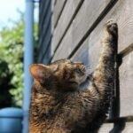 Why Does My Cat Scratch the Wall? Strange Behavior Explained