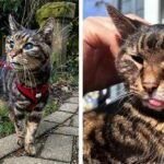 Blind and Deaf Senior Cat Abandoned at Sanctuary Finds Perfect Family Who Sees His Beautiful Heart
