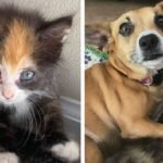 Rescue Dog Begs Owners to Save a Helpless Kitten, What Happens Next is Beautiful!