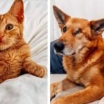 Orange Kitten Becomes Best Friend to One-Eyed Senior Dog in the Most Purr-fect Foster Fail Ever