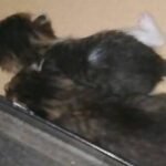 Newborn Kittens Found Fighting For Life In A Dumpster
