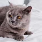 How To Treat IBS In Cats Naturally At Home