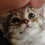 The Moment a Stray Kitten Realizes He’s Going to His Forever Home