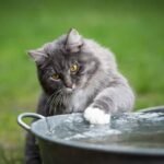 Why Do Cats Hate Water? 4 Reasons for This Behavior