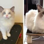 Man Didn’t Want a Cat — Until This Little Skateboarding Kitten Rolled Right Into His Heart