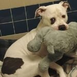 Petrified Pup Clutches Stuffed Elephant For Comfort While Waiting To Be Euthanized