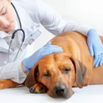 10 Neurological Issues in Dogs & Common Signs to Keep in Mind (Vet Answer)