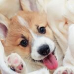 Tips for Giving Your Pup a Relaxing Space