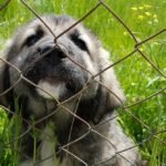 Why Wire Fences Are Best for Keeping Dogs in the Yard