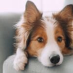 Summer Grooming Tips for Your Long-Haired Dog