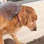 How You Can Keep Your Doggy Door From Wasting Electricity