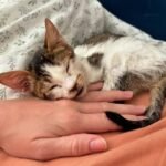 Rescued Kitten Survives Deadly Disease and Brain Damage but His Biscuit Making Skills Remain Absolutely Perfect!