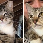 They Lost Their Beloved Cat – Then a Miracle Kitten Showed Up Looking Just Like Him!