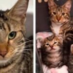 Young Street Cat Transformed Into Perfect Mama After Foster Family Gave Her Safe Haven!