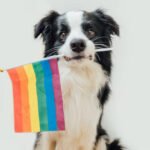 Dogs: The Unsung Heroes of the LGBTQ+ Community