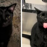 Meet Luca, the Cat Who Turned a Kitchen Sink Into His Personal Water Palace