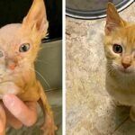 The Little Fighter Who Refused to Give Up: Rocky’s Story of Triumph