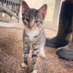 They Lost Their Beloved Cat – Then a Miracle Kitten Showed Up Looking Just Like Him!