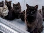 Stray Cat Brings Her Kittens to the Only Human That Helped Her
