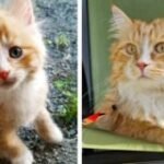 Rylie’s Tale: A Sweet Orange Cat’s Journey Through Sickness, Health, and Unconditional Love