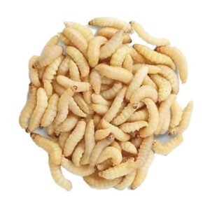BESTBAIT 500 Count Premium Waxworms for Reptiles, Birds, Amphibians & Fishing Bait – High-Protein, Calcium-Rich Soft-Bodied Larvae – Ideal for Bearded Dragons, Geckos, Chickens & Trout