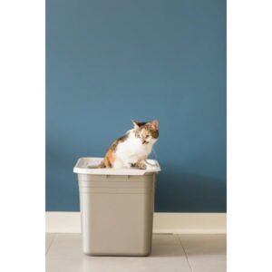 Petmate Open Top Cat Litter Box Top Entry Plastic Cat Litter Pan, Silver, 20″ x 15″ x 15″