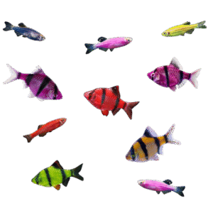 GloFish® 10G Active Tiger Barb-Danio 10ct Live Fish Assortment