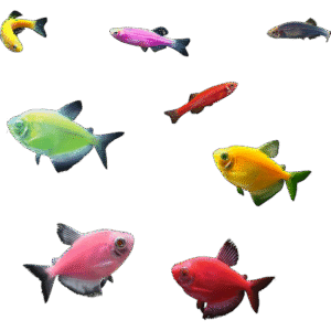 GloFish®10G Community Tetra-Danio 8ct Live Fish Assortment