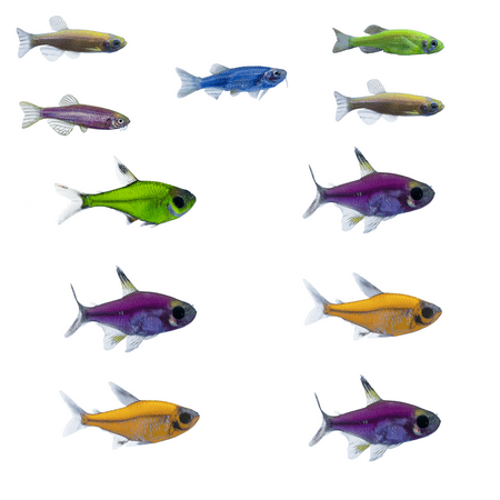 GloFish® Danio-Pristella Tetra 11ct Live Fish Assortment