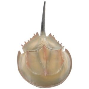 SEWCHICS Realistic Sea Animal Artificial Limuloid Fish for Cabinet Display Decor, Light Brown, 1 Piece