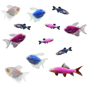 GloFish� 20G Moonlight LF Tetra-Danio-Shark 12ct Live Fish Assortment