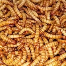 BESTBAIT 500 Count Giant Mealworms for Reptiles, Birds, Amphibians & Fishing Bait -Rich Soft-Bodied Larvae – Ideal for Bearded Dragons, Geckos, Chickens & Trout