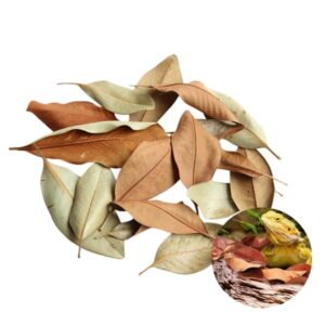 0.26LB Organic Magnolia Leaf Litter for Reptiles,Heat Treated Terrarium Substrate for Bioactive Enclosures,Isopods,Frogs,Turtles