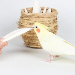 Natural Cuttlebone for Birds Parrots Finches Lovebirds Chew Toy Calcium Supplement Pet Training Molar Health