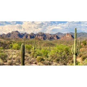24X12IN, Reptile Habitat Background, Mountain Blue Sky Oasis Cactus Terrarium Background with 8 EVA Double-Sided Tape
